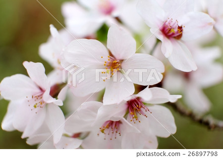 西南戰爭戰場中的山櫻桃樹(薩摩氏族,篠原國立,戰爭之地) 西南戰爭戰場中的山櫻桃樹(薩摩氏族,篠原國立,戰爭之地) 26897798