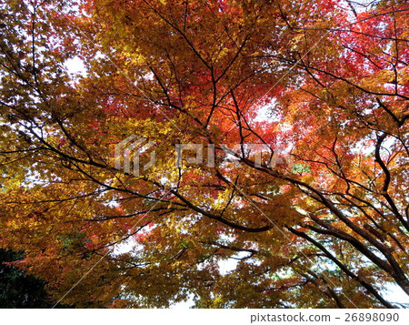 Utamidado Pond（拉姆薩爾公約登記池） 26898090