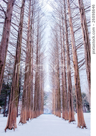 Nami island in Korea,Row of pine trees in winter. Nami island in Korea,Row of pine trees in winter. 26898646