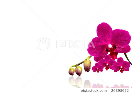 Orchid isolated on white background. Orchid isolated on white background. 26898652