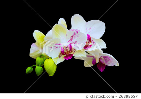 Beautiful orchid. 26898657