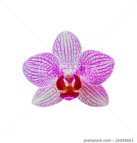 Orchid isolated on background. Orchid isolated on background. 26898661