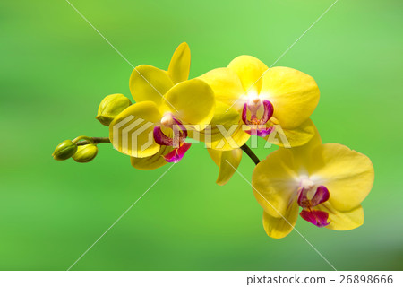 orchid,Spa background. 26898666