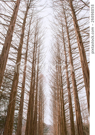 Nami island, Korea 26898858
