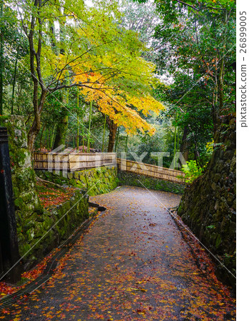 Autumn scenery in rainy day Autumn scenery in rainy day 26899005