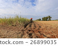 Sugar Cane field / Okinoerabe 26899035