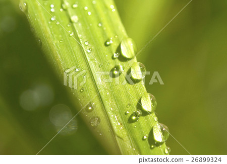 dew dew 26899324