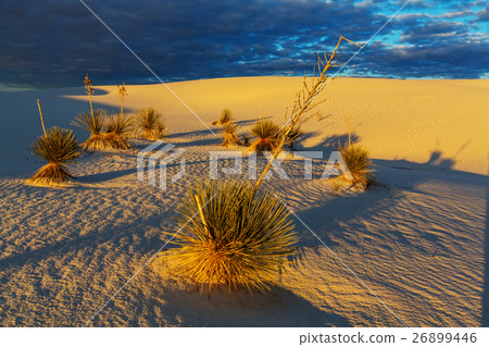 White sands White sands 26899446
