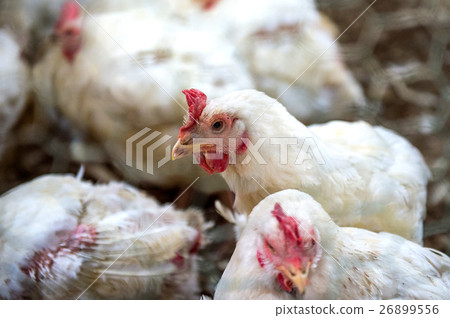 Sick chicken or Sad chicken in farm,Epidemic. Sick chicken or Sad chicken in farm,Epidemic. 26899556