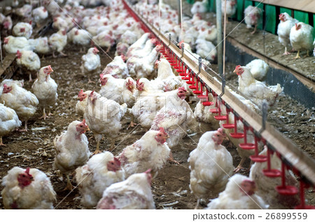 Sick chicken or Sad chicken in farm,Epidemic. 26899559