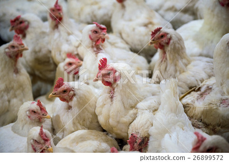 Sick chicken or Sad chicken in farm,Epidemic. Sick chicken or Sad chicken in farm,Epidemic. 26899572