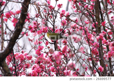 Snowy plum and mezzo Snowy plum and mezzo 26899577