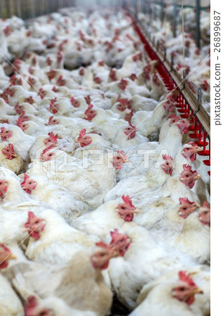 Sick chicken or Sad chicken in farm,Epidemic. Sick chicken or Sad chicken in farm,Epidemic. 26899687