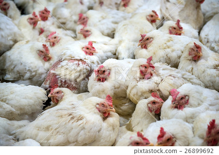 Sick chicken or Sad chicken in farm,Epidemic. 26899692