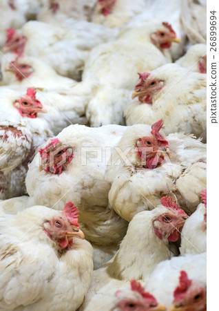 Sick chicken or Sad chicken in farm,Epidemic. 26899694