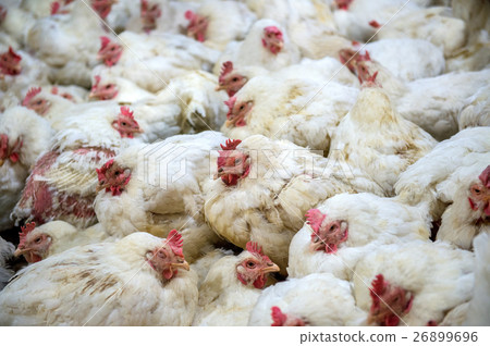 Sick chicken or Sad chicken in farm,Epidemic. 26899696