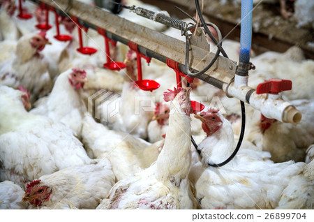 Sick chicken or Sad chicken in farm,Epidemic. Sick chicken or Sad chicken in farm,Epidemic. 26899704