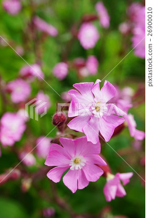 美麗而美麗的Cilene Diora 26900010