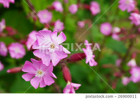 美麗而美麗的Cilene Diora 26900011