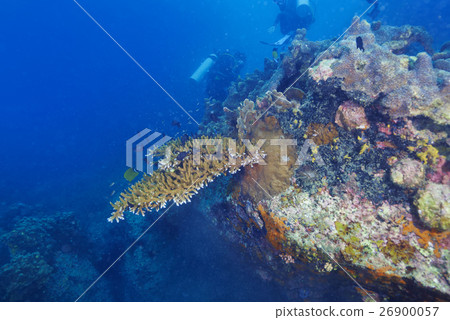 Divers and coral reef Divers and coral reef 26900057