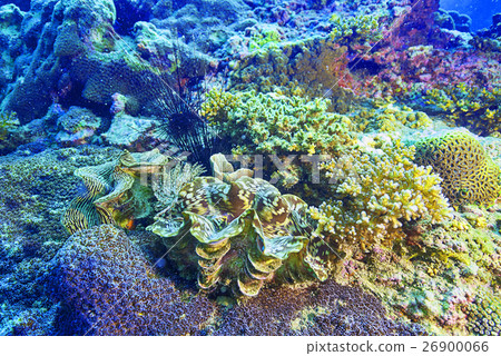 soft coral and coral reef soft coral and coral reef 26900066