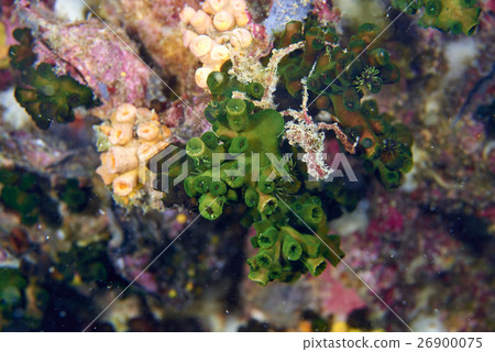 hard coral hard coral 26900075