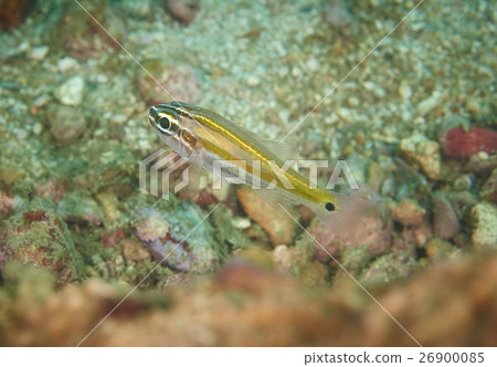 Ricefish / Glassfish Ricefish / Glassfish 26900085