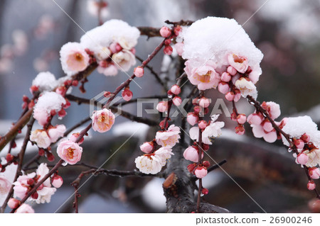 Snow and weeping plum 26900246