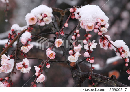 Snow and weeping plum Snow and weeping plum 26900247