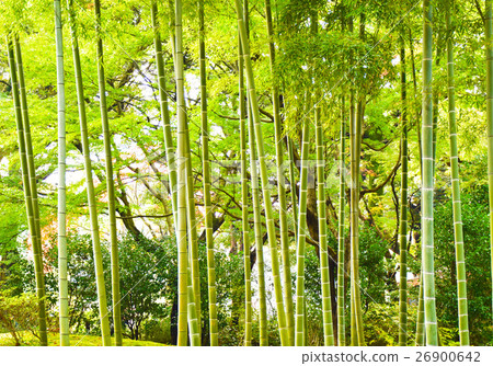 Bamboo grove Bamboo grove 26900642
