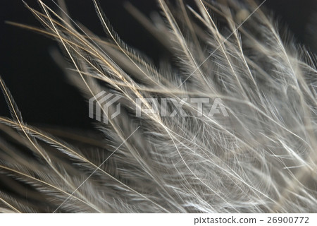 feather 26900772
