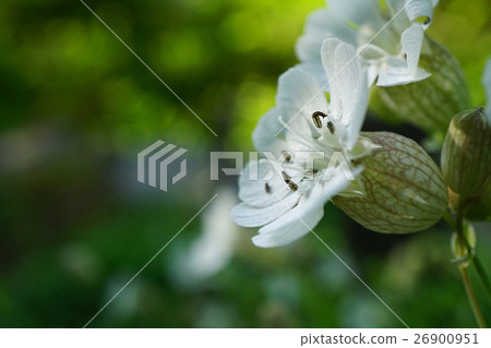 Sireni uniflora charming mesh pattern bag Sireni uniflora charming mesh pattern bag 26900951