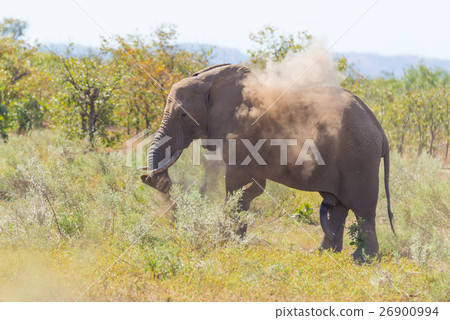 One African Elephant walking in the distance One African Elephant walking in the distance 26900994