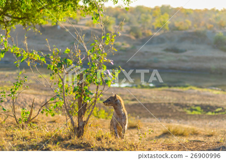 Spotted Hyena standing in the bush at sunrise Spotted Hyena standing in the bush at sunrise 26900996
