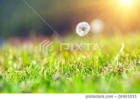 Close up of a dandelion flowers,Macro of nature. Close up of a dandelion flowers,Macro of nature. 26901055