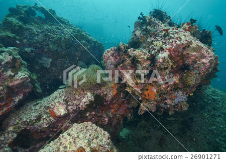 coral coral 26901271