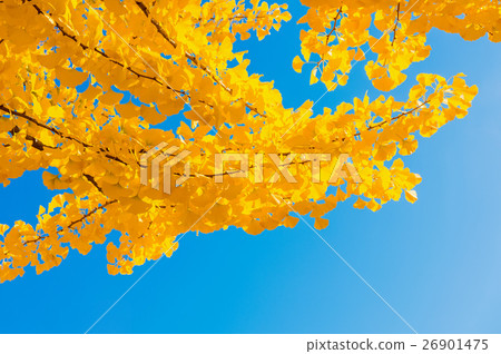 Ginkgo leaves Ginkgo leaves 26901475