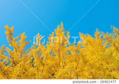 Ginkgo leaves Ginkgo leaves 26901477