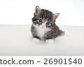 小貓白色背景 26901540