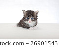 小貓白色背景 26901543