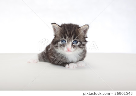 小貓白色背景 26901543