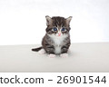 小貓白色背景 26901544