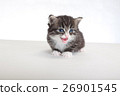 小貓白色背景 26901545