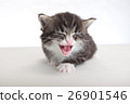小貓白色背景 26901546