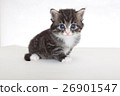 小貓白色背景 26901547