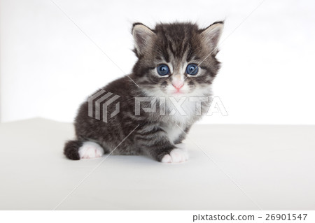 小貓白色背景 26901547