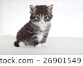 小貓白色背景 26901549