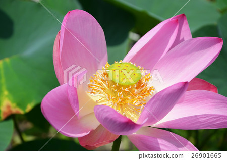 Lotus flower Lotus flower 26901665