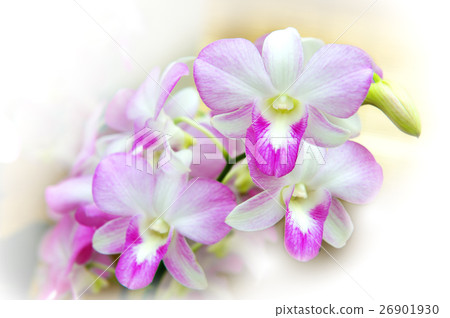 Beautiful orchid. Beautiful orchid. 26901930