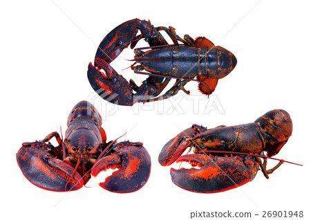 lobster isolated on white background lobster isolated on white background 26901948